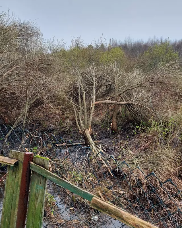 Tapтaлeтки & Ко