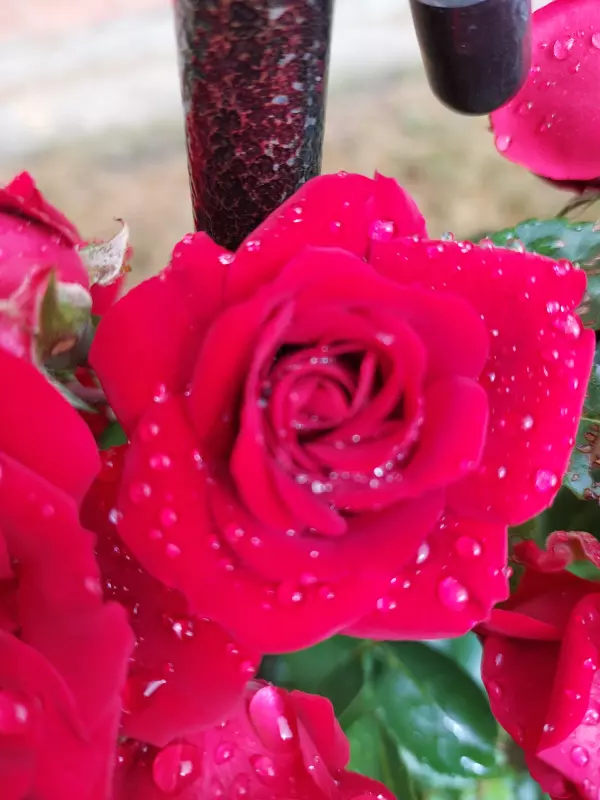 Tapтaлeтки & Ко