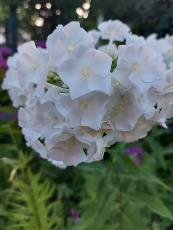 Tapтaлeтки & Ко