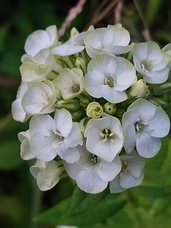 Tapтaлeтки & Ко