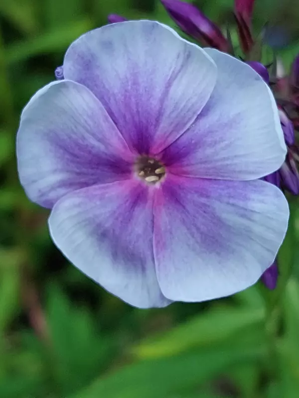 Tapтaлeтки & Ко