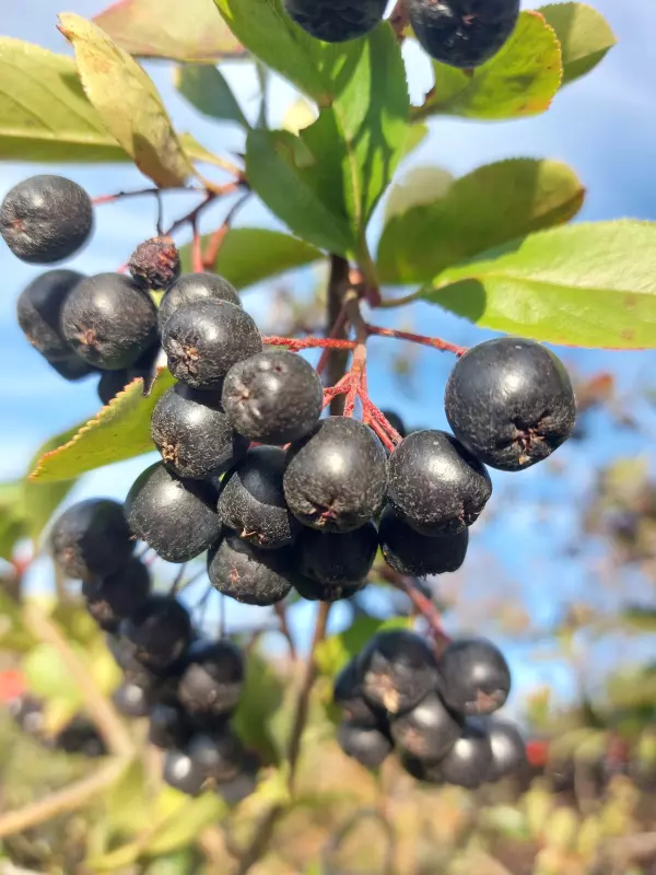 Tapтaлeтки & Ко