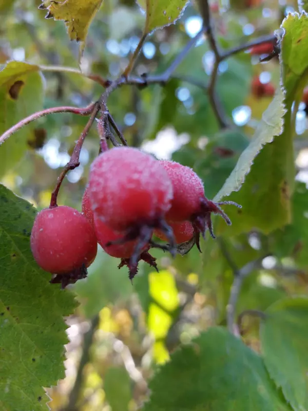 Tapтaлeтки & Ко