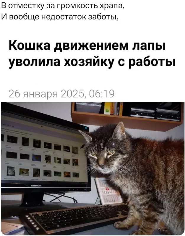 Всюду рифмы