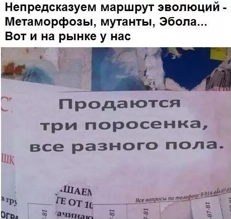 Всюду рифмы