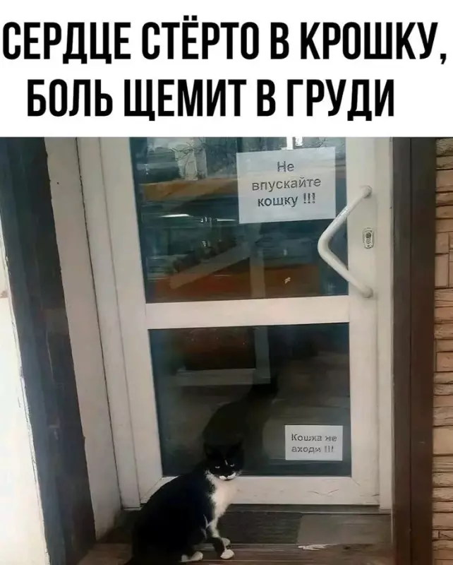 Всюду рифмы