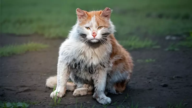 Рассказы для души