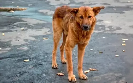 Рассказы для души