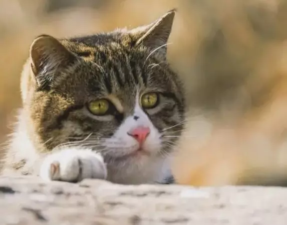 Рассказы для души