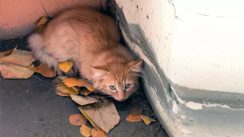 Рассказы для души