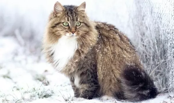 Рассказы для души