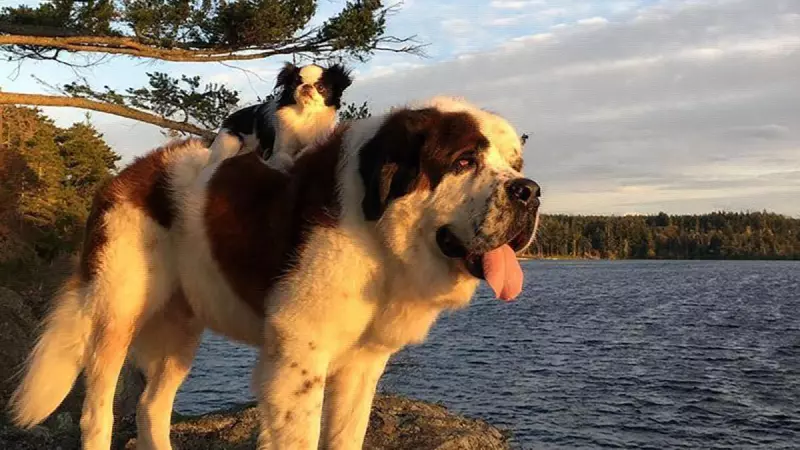 Рассказы для души