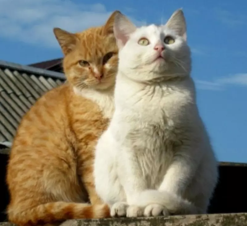 Рассказы для души