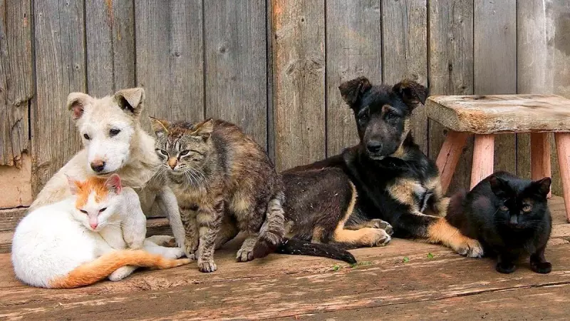 Рассказы для души