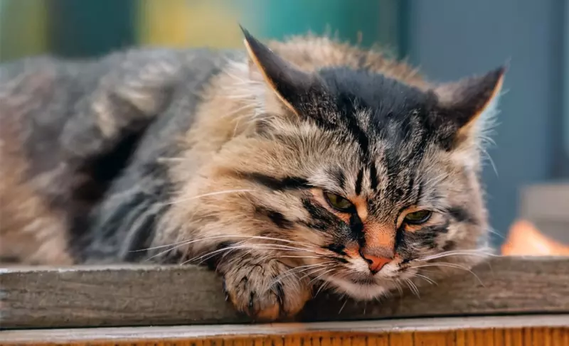 Рассказы для души