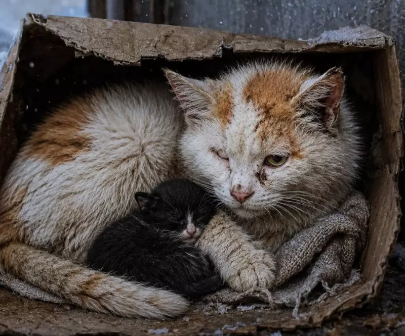 Рассказы для души
