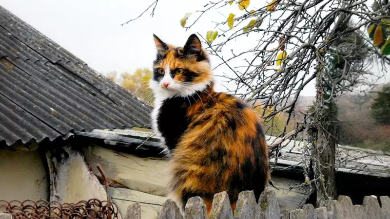 Рассказы для души