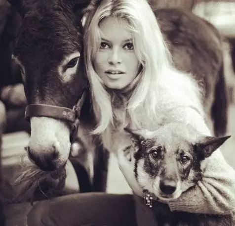 Селебрити-лайф