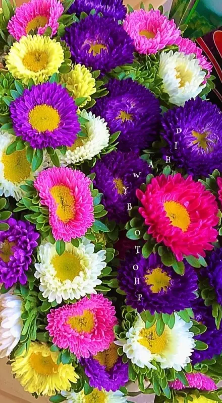 Любимые стихи