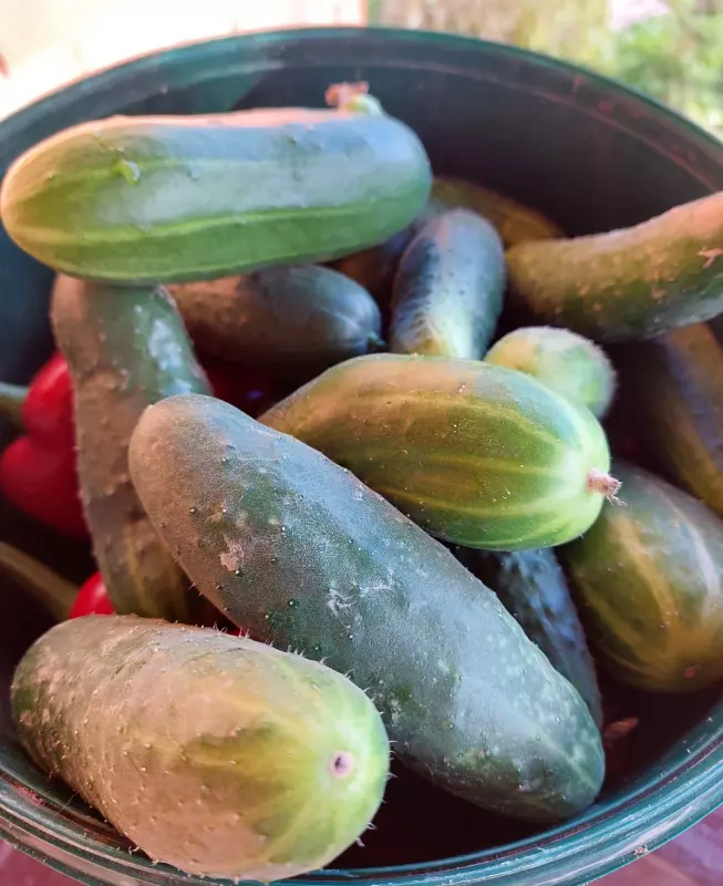 Загородная жизнь - обустройство на земле во всем разнообразии