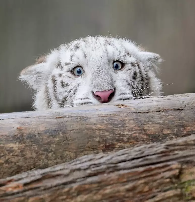 Эти забавные животные