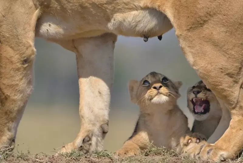 Эти забавные животные