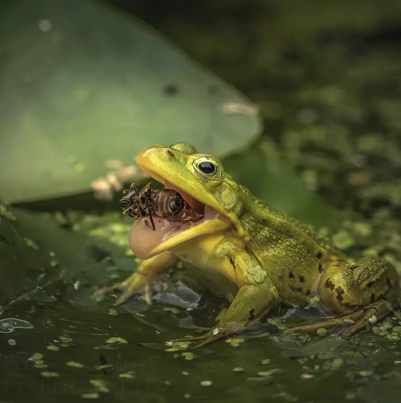 Эти забавные животные