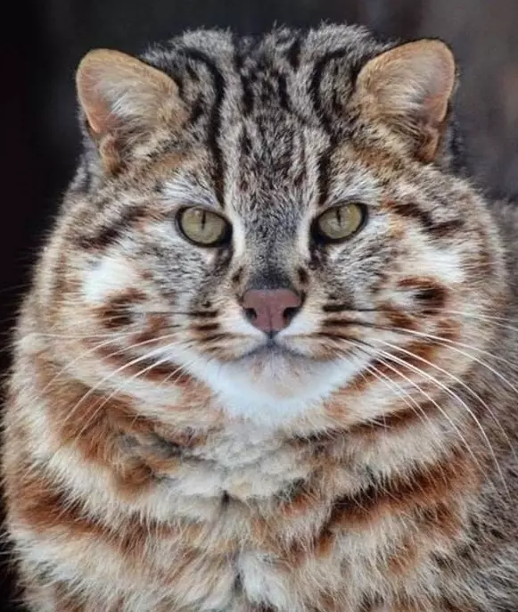 Эти забавные животные