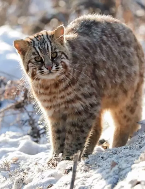 Эти забавные животные