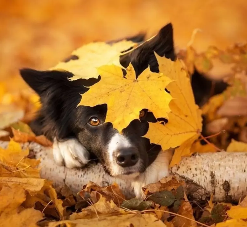 Эти забавные животные