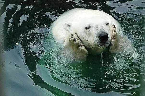 Эти забавные животные