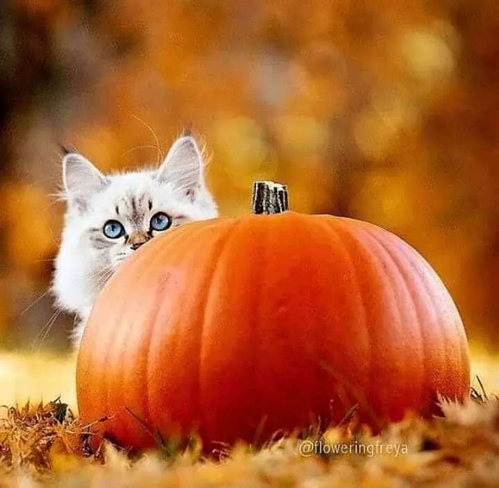 Эти забавные животные