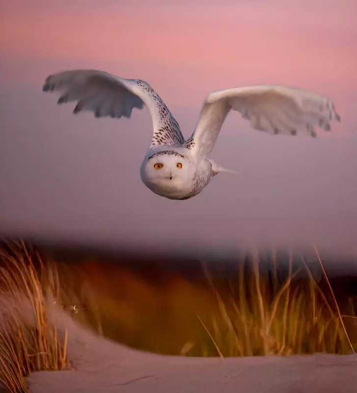 Эти забавные животные