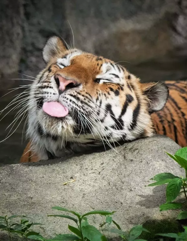 Эти забавные животные