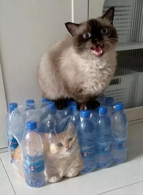 Эти забавные животные