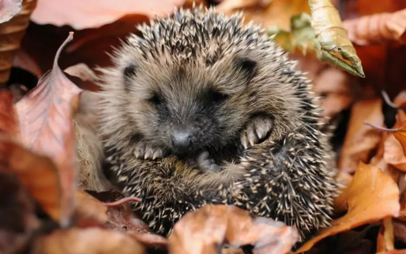 Эти забавные животные