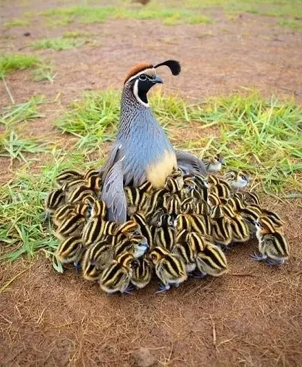 Эти забавные животные