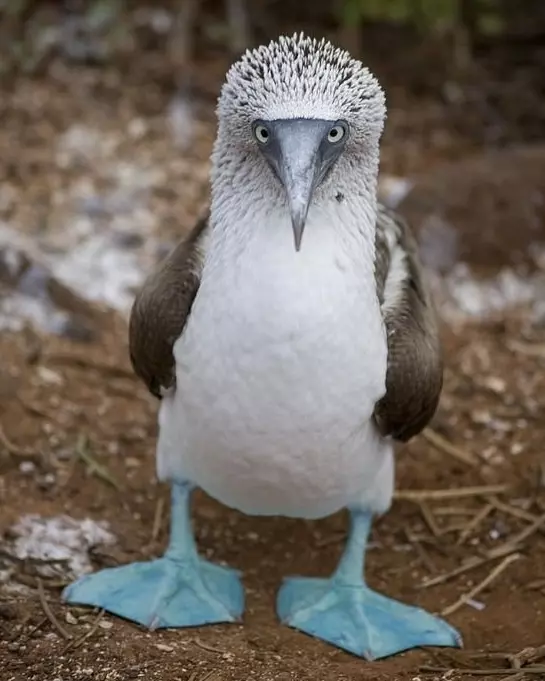 Эти забавные животные