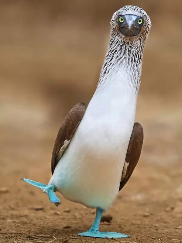 Эти забавные животные