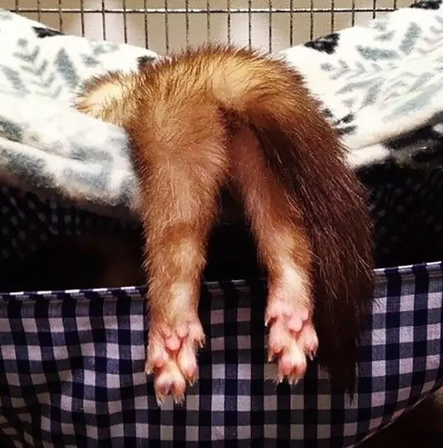 Эти забавные животные