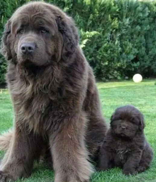 Эти забавные животные