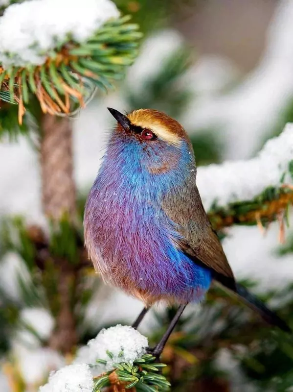 Эти забавные животные