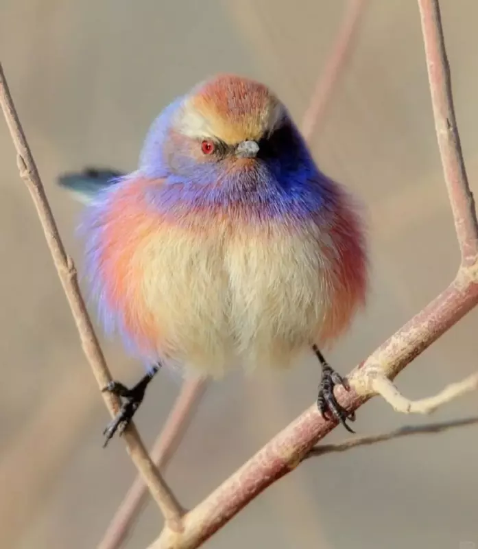 Эти забавные животные