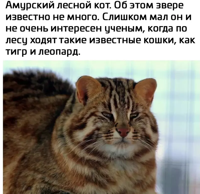 Эти забавные животные