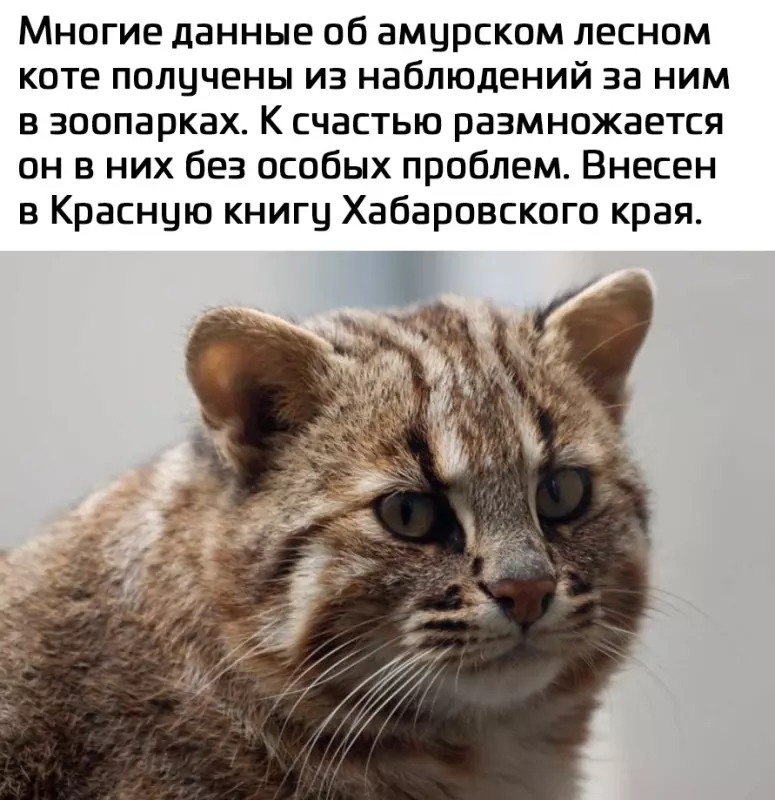 Эти забавные животные