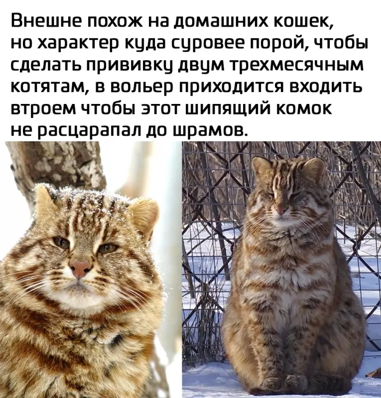 Эти забавные животные