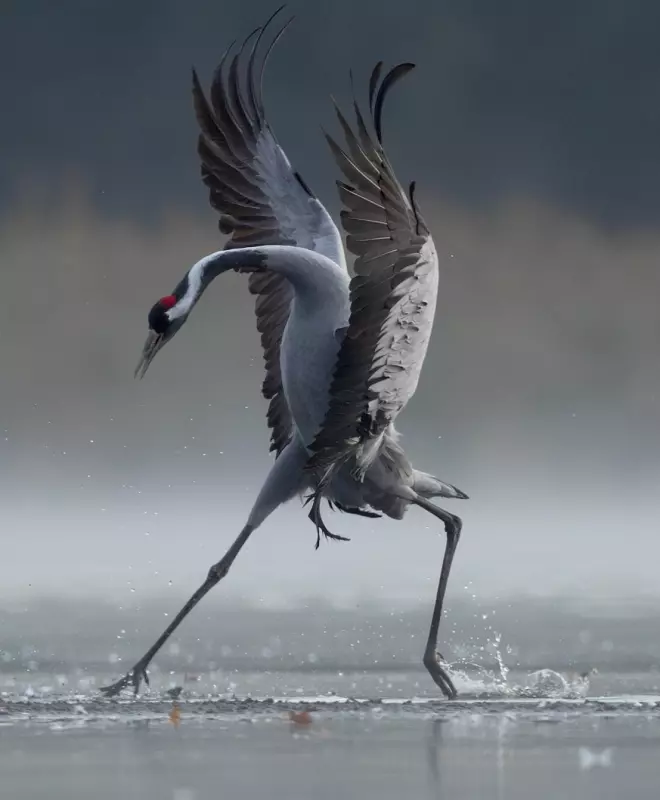 Эти забавные животные