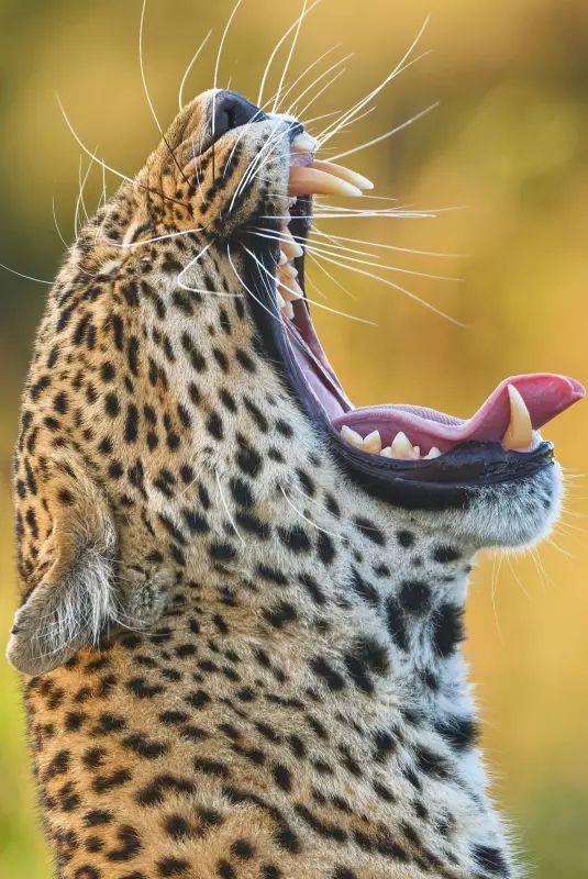 Эти забавные животные