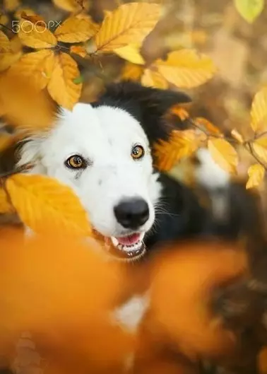 Эти забавные животные