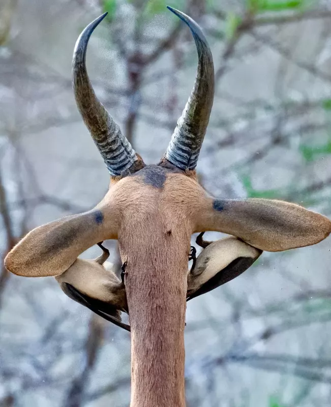 Эти забавные животные